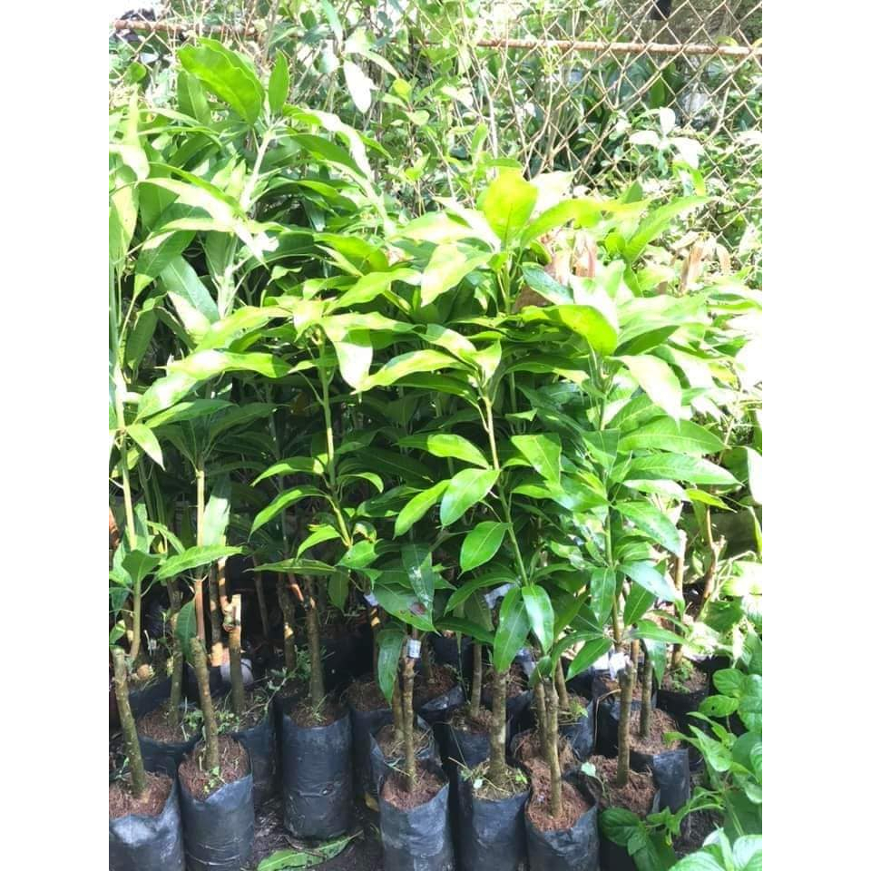 Cây giống xoài keo Campuchia