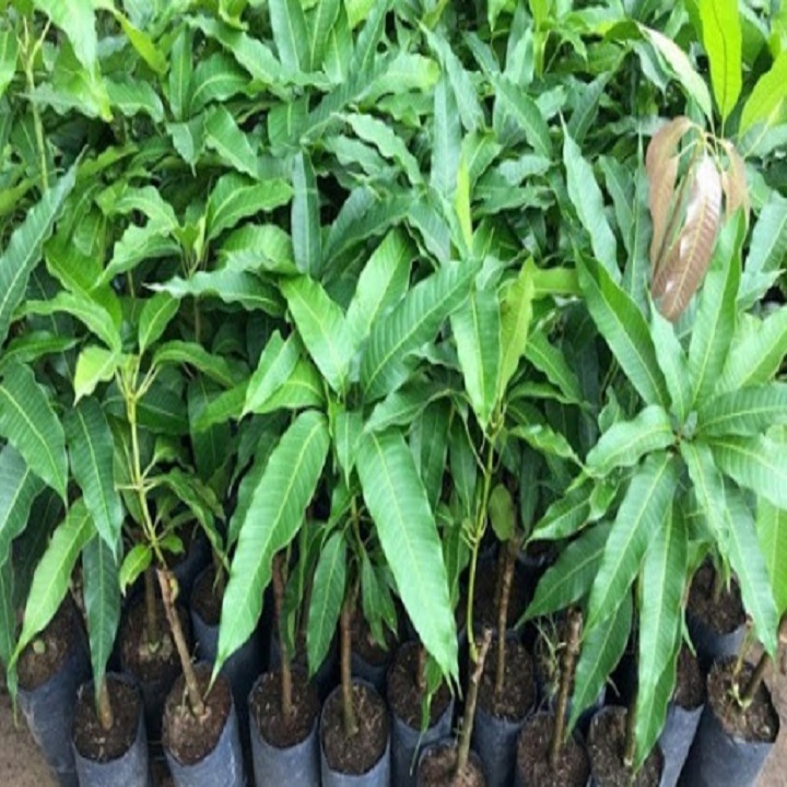 CÂY GIỐNG XOÀI HẠT LÉP