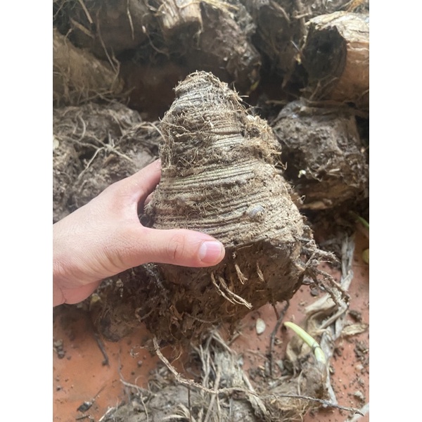 cây chuối hột rừng(củ giống sống 100 %)