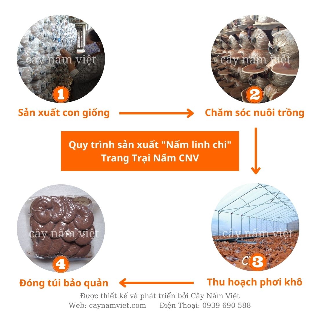 Nấm linh chi đỏ CNV 500g loại thường (Xích chi Việt Nam)