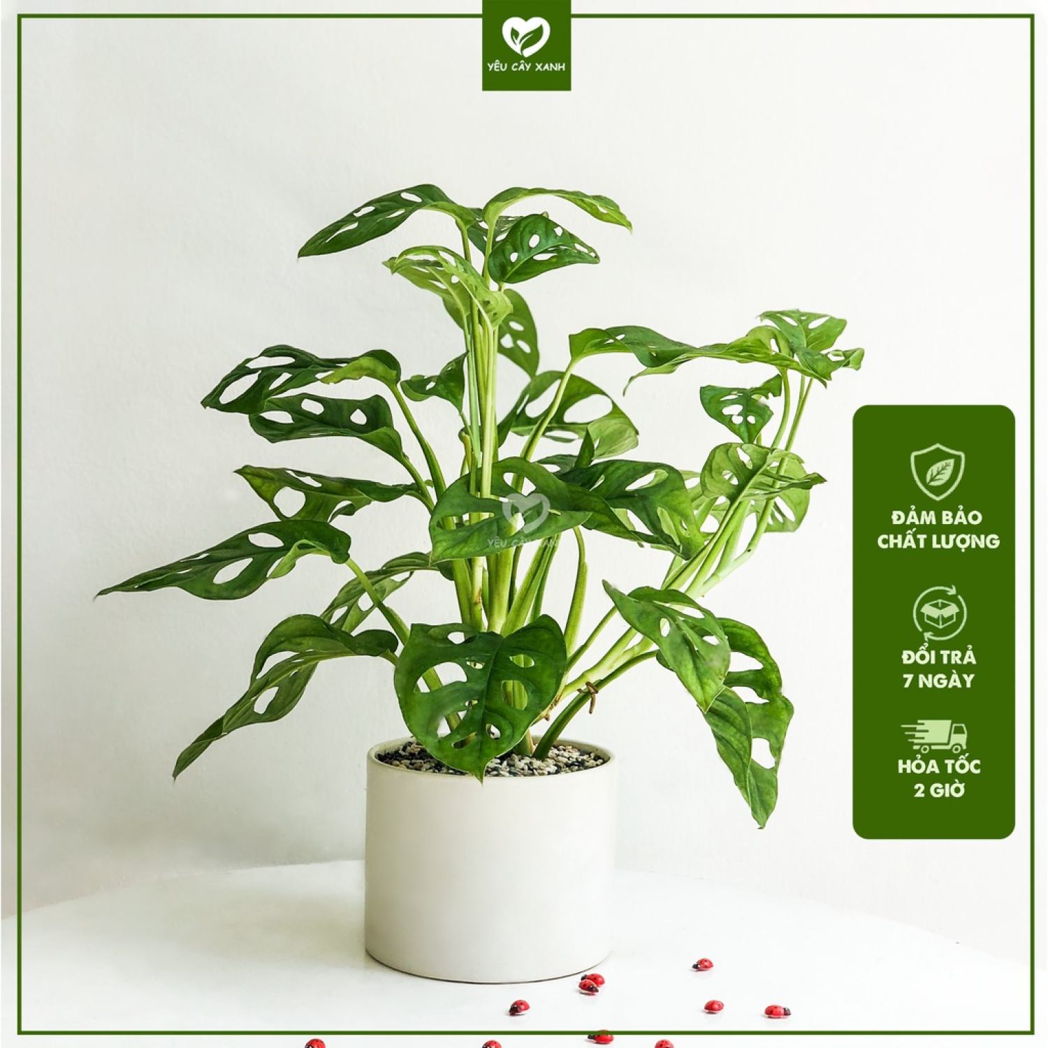 Cây Trầu Bà Lỗ để bàn - Monstera obliqua