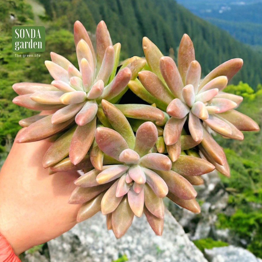 SEN ĐÁ PHA LÊ SIZE TRUNG BÌNH SIÊU KHOẺ ĐẸP LỖI 1 ĐỔI 1