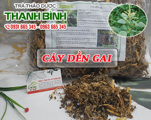 Cây Dền Gai Khô 1KG - Công Ty Thảo Dược Thanh Bình