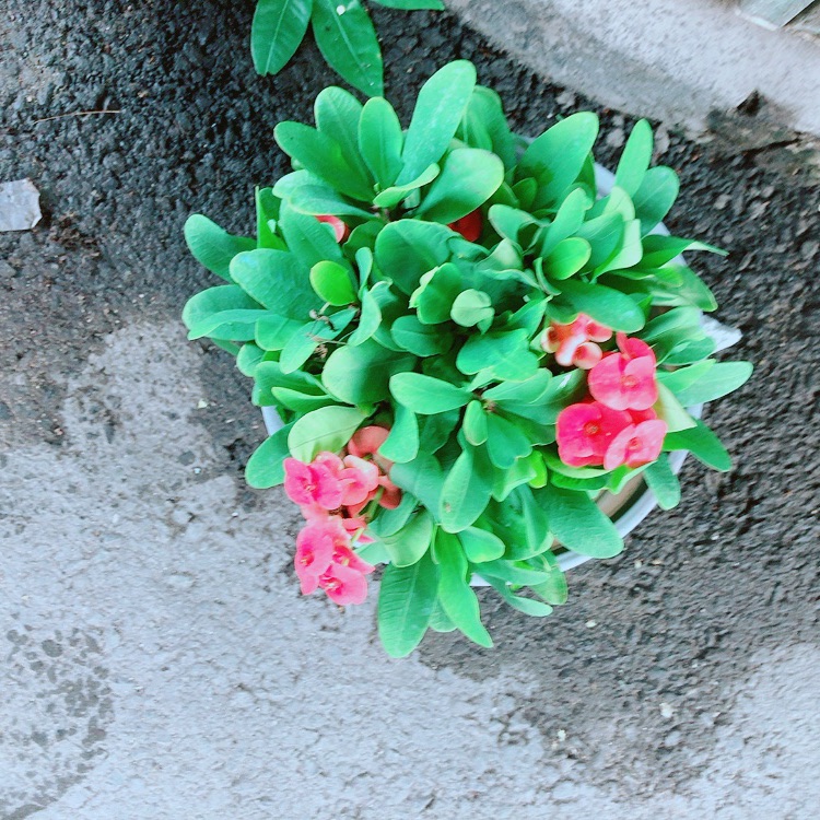 Chậu Xương Rồng Bát Tiên