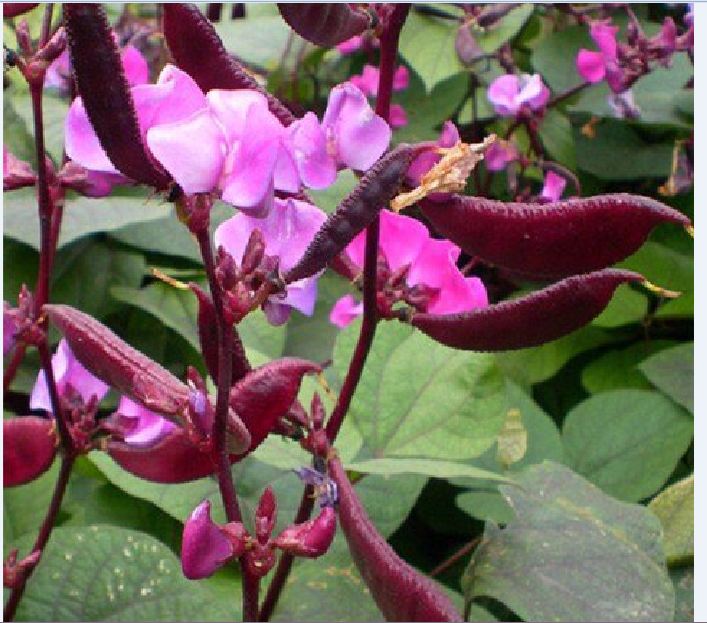 Hạt Giống Đậu Ván Tím F1 - 5 hạt/gói