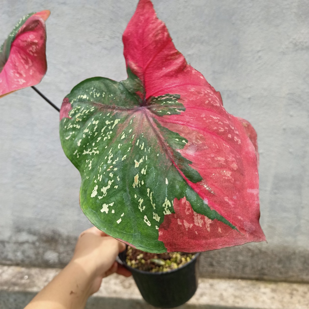 Môn Baret hình trái tim - Caladium Red Baret