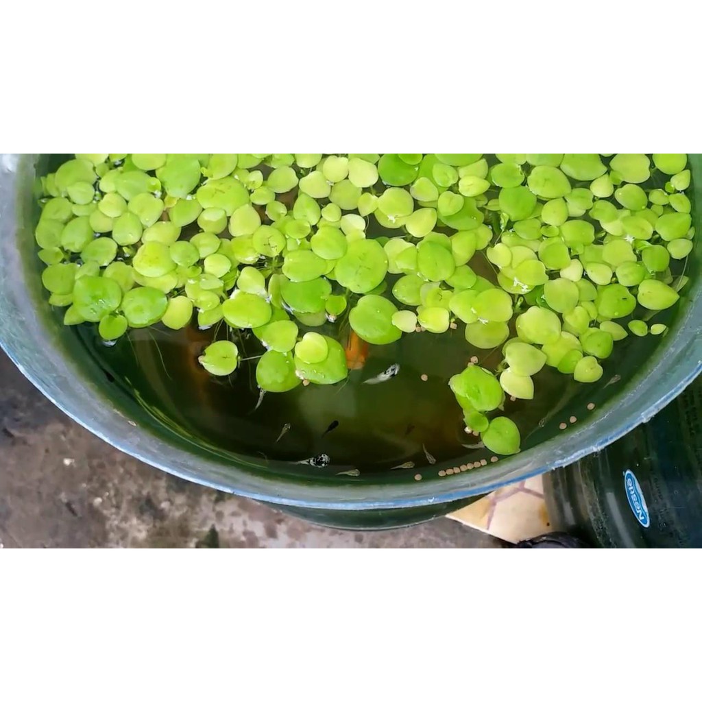 Bèo Nhật Thủy Sinh 10 Cây