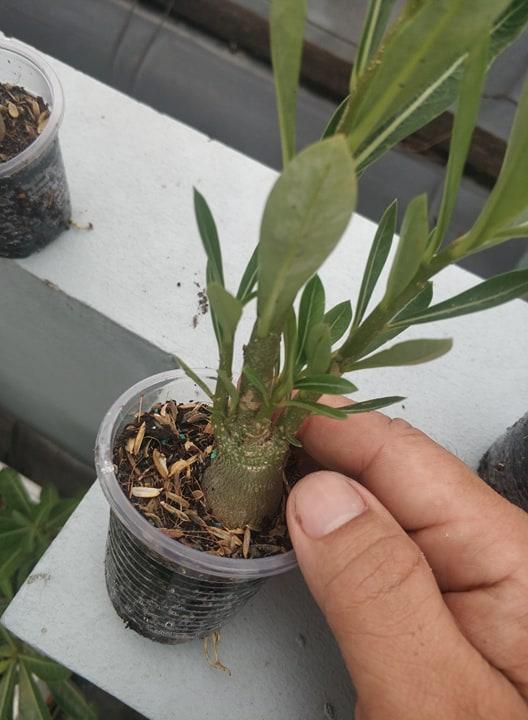 [HCM]Sứ kim tử tháp somalen loại đẻ nhánh (KM:khi mua 3 cây tặng 5 hạt sứ kim tự tháp cùng loại)