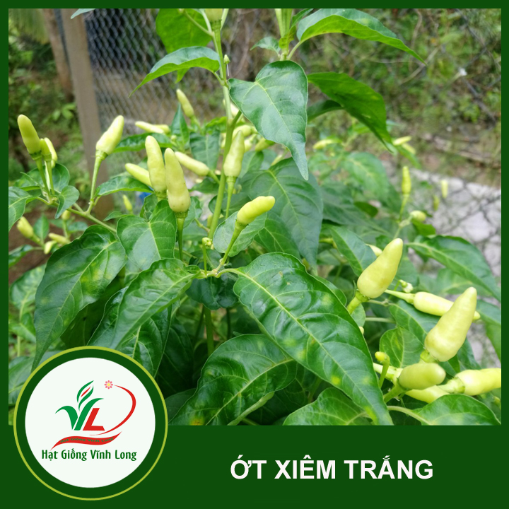 Hạt giống ớt xiêm trái trắng (hạt tự thu) - 15 hạt