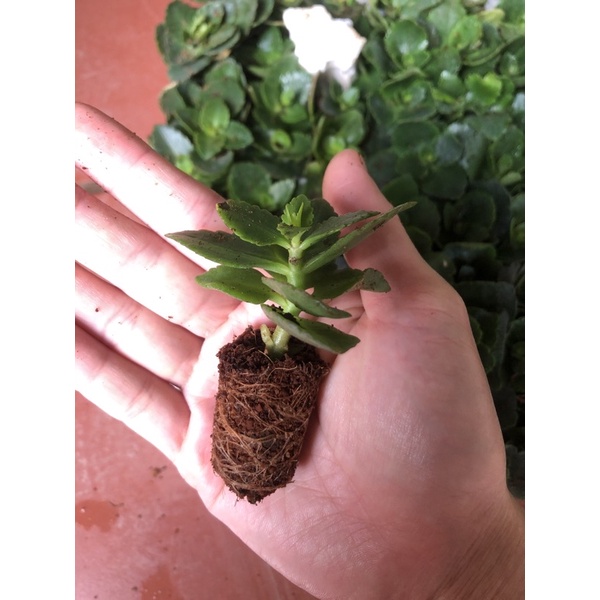 Cây giống hoa sống đời kép bán cây giống hình cuối