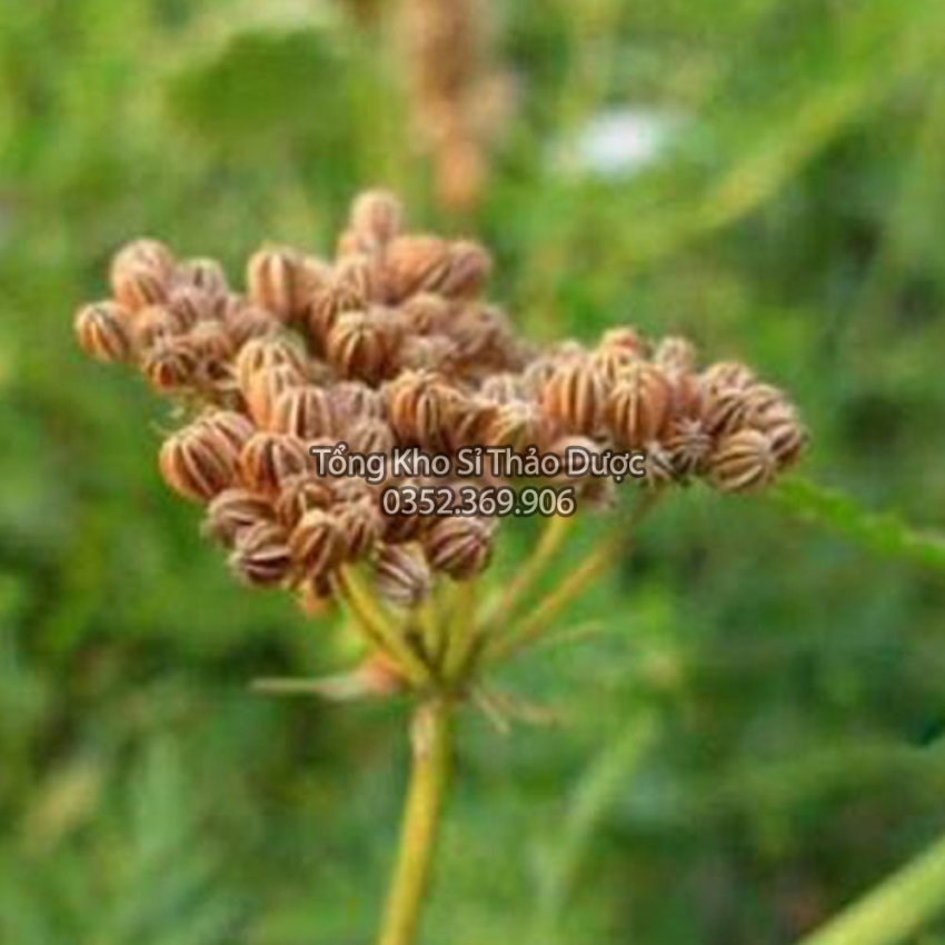 Dried Xasa Seed 100g