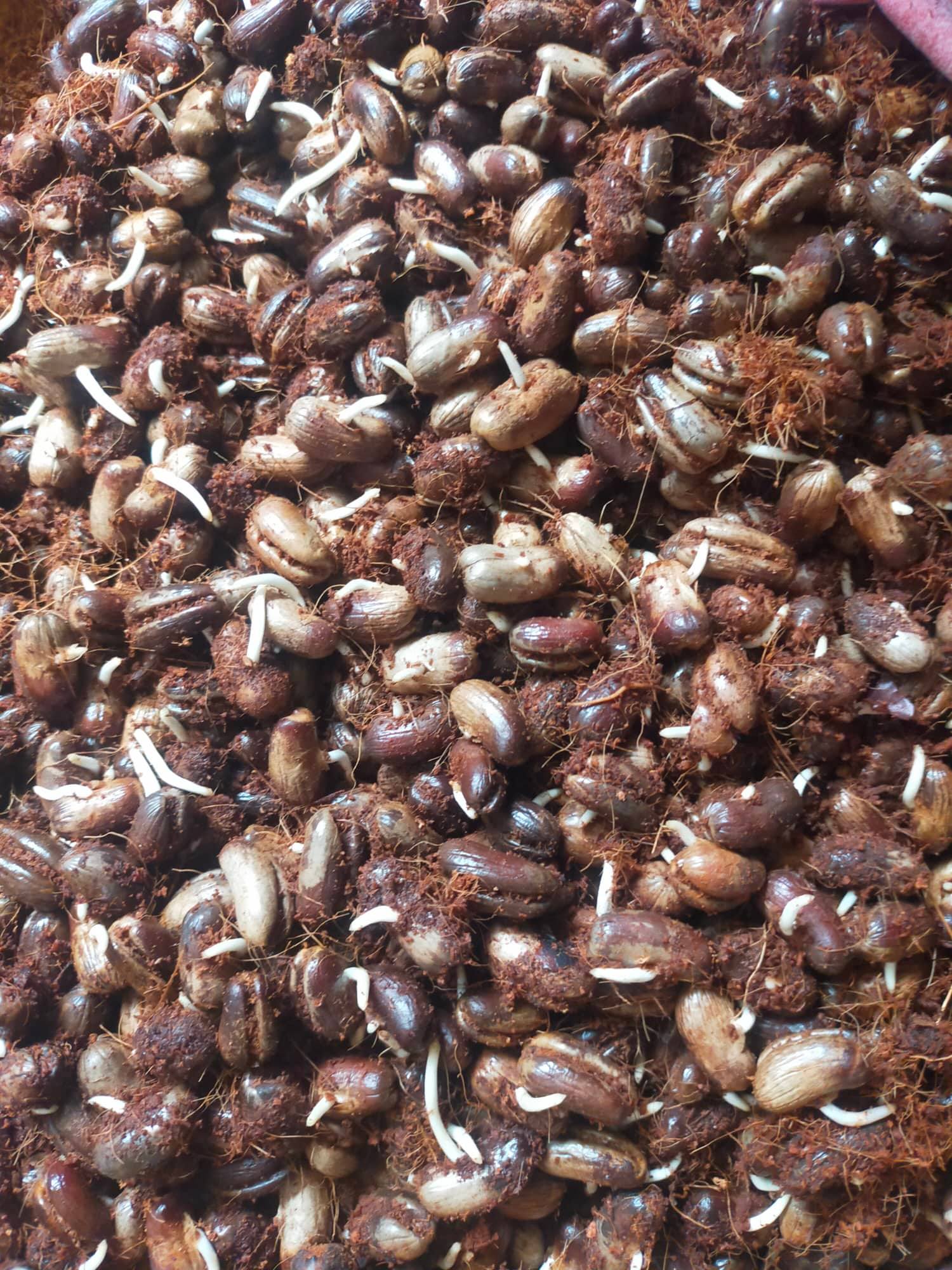 Hạt giống chà là cảnh, chà là kiểng - 100 gram