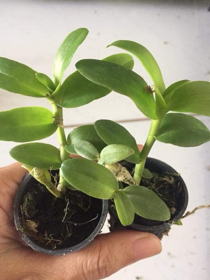 Phi điệp 5ct cờ đỏ hàng cây giống thuần tại vườn