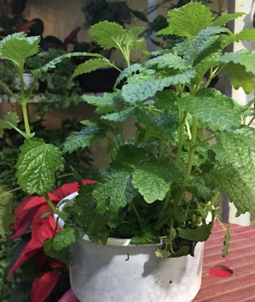 Hạt giống bạc hà peppermint