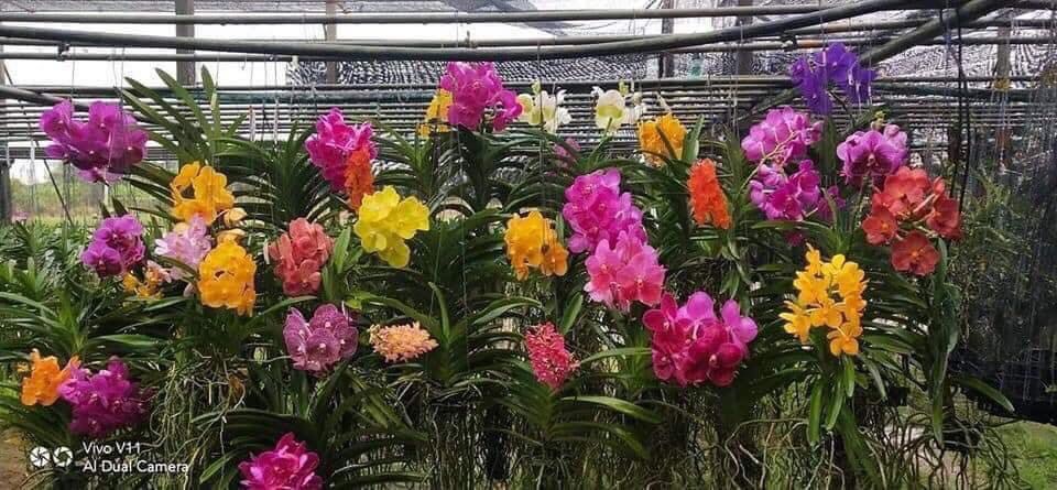 Hoa lan Vanda Chuẩn Màu - Cây Con Cao 10-15cm