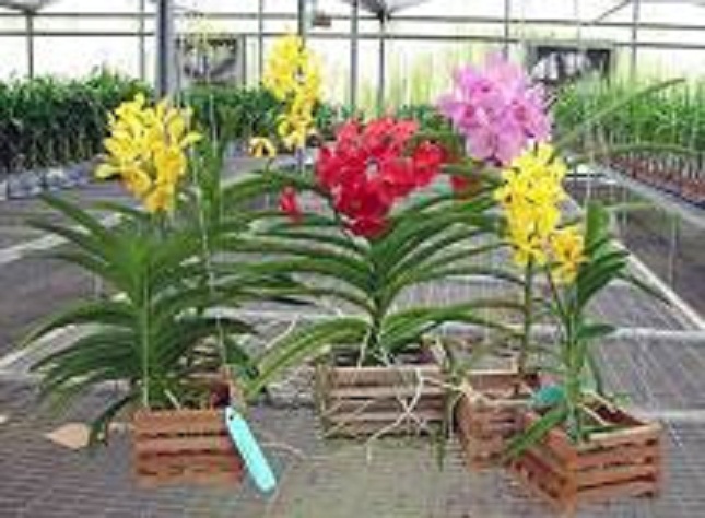 cây giống lan vanda, hàng nhập thái lan, đủ màu