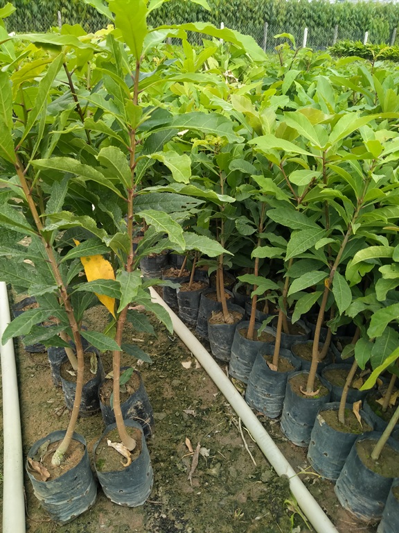 cây lộc vừng cao 60cm
