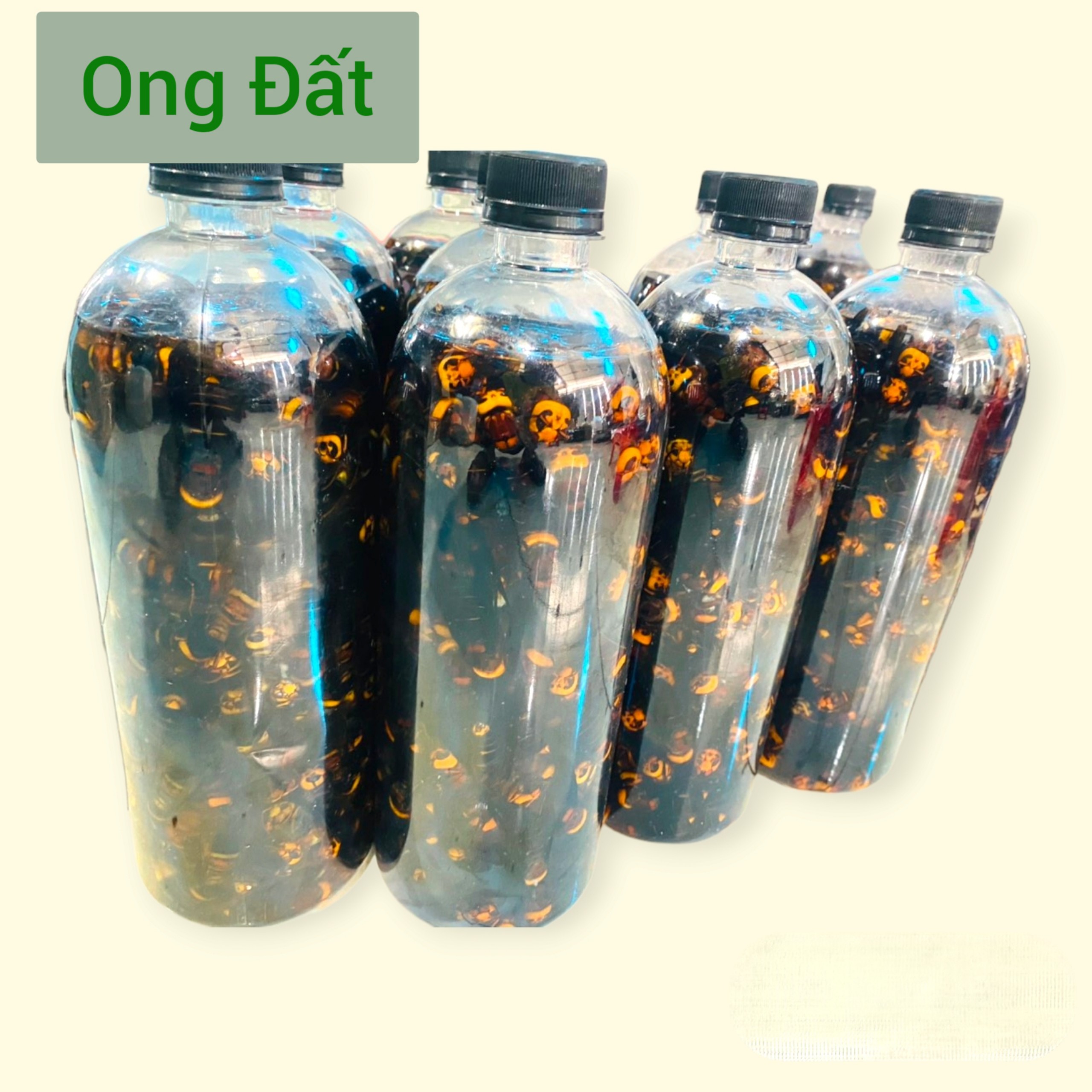 Ong đất ( Ong bắp cày) ngâm ru.ou chai 1Lít hoặc chưa ngâm