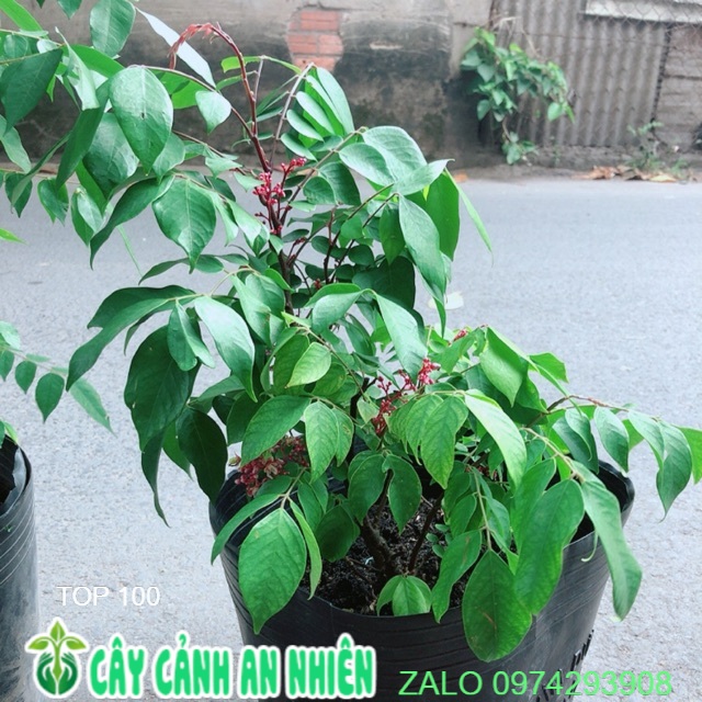 Cây khế cho sai trái