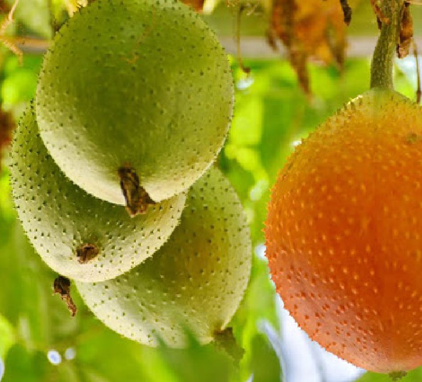 "Gói 10 Hạt " Hạt giống cây gấc cao sản