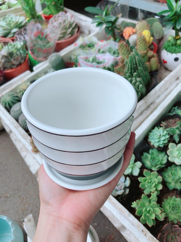 Chậu sứ tráng men cao cấp  kèm dĩa lót 4