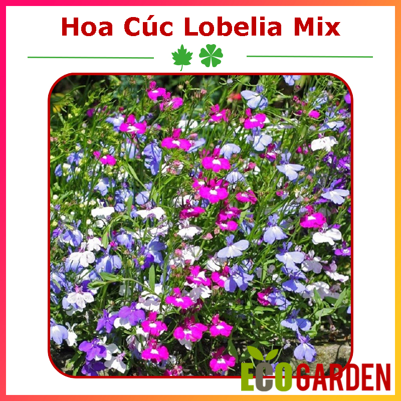 Hạt Giống Hoa Cúc Lobelia (Hoa Thúy Điệp) Nhiều Màu Mix (100H) (ECO.003)