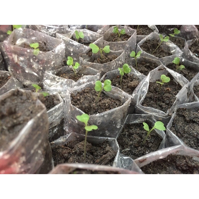 2Gr Hạt Giống Xà Lách Minetto Pháp