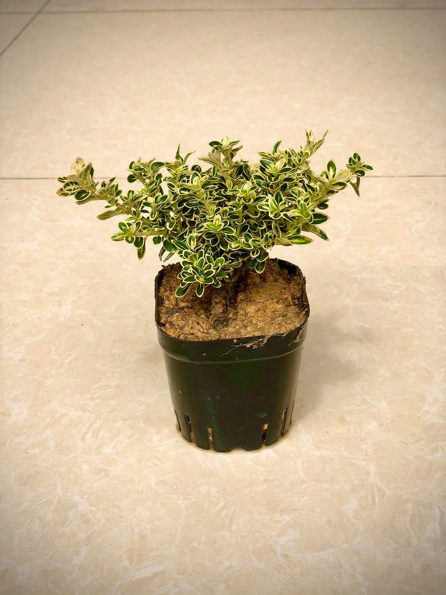 Cây bạch tuyết mai giống (Ảnh thật 2)