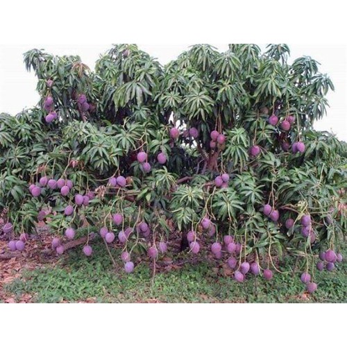 Cây giống xoài tím