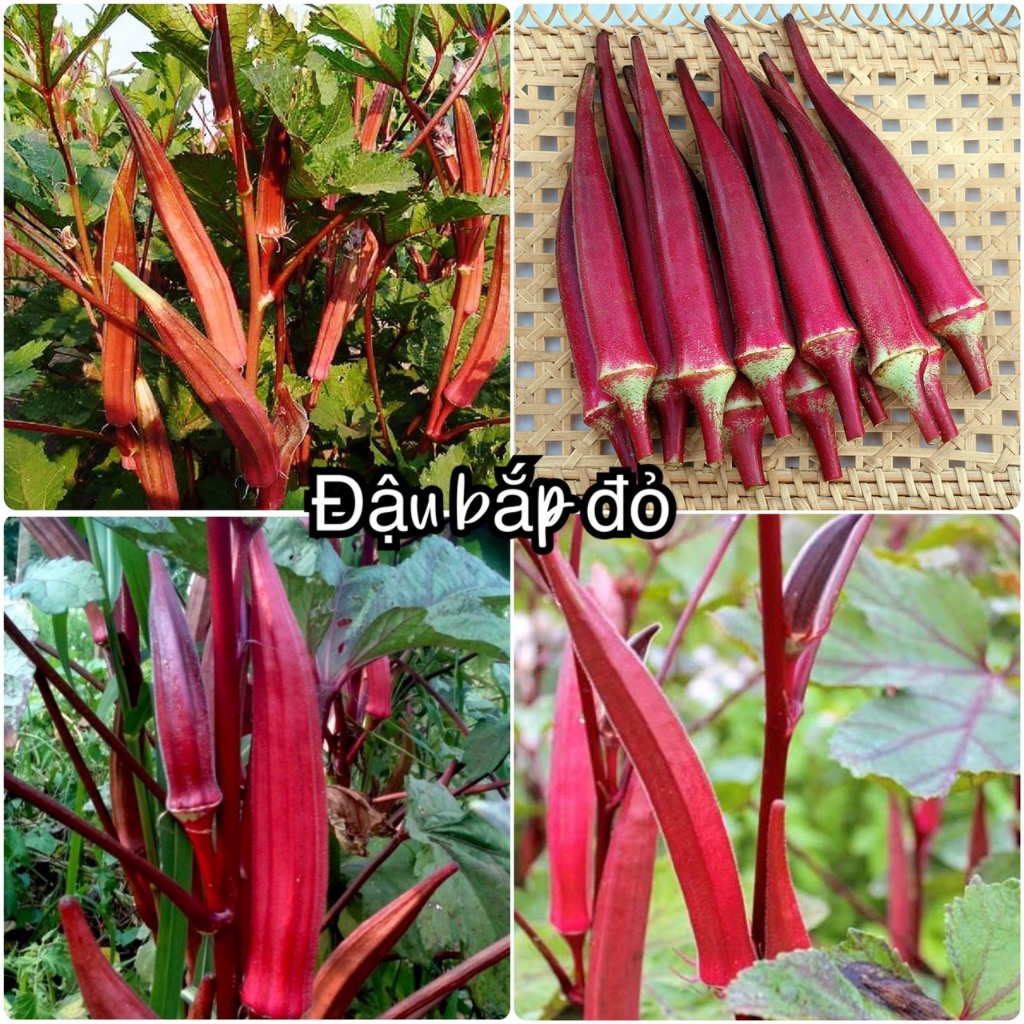Hạt giống đậu bắp đỏ dể trồng/gói 10 gram-tặng kèm gói phân bón