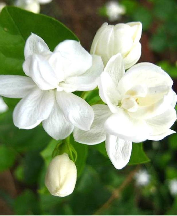 Hạt giống hoa nhài trắng ( hoa lài ) - Gói 10 hạt