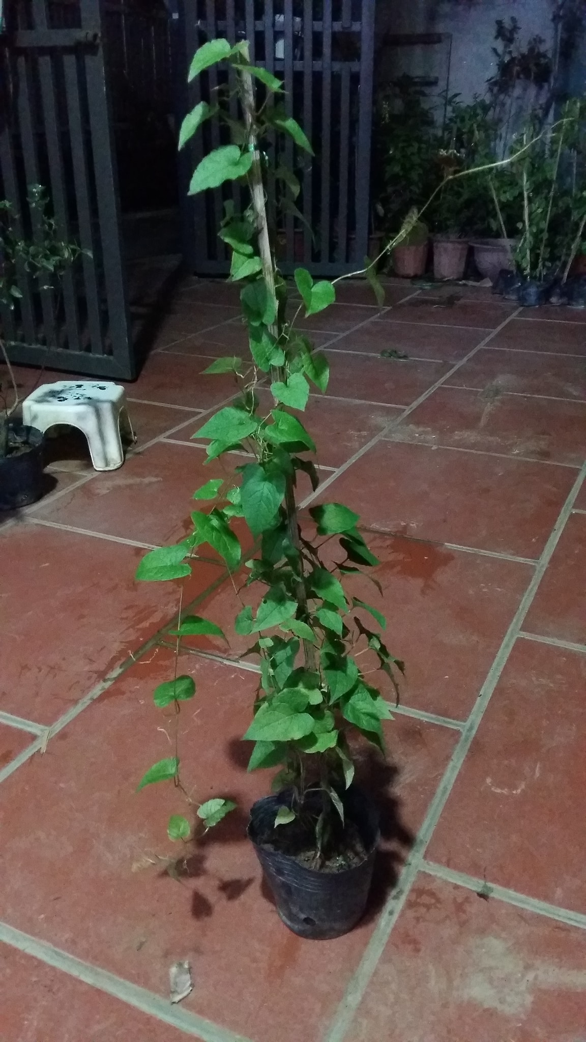 (FREESHIP Từ 50K) cây hoa leo tigon cao 1m