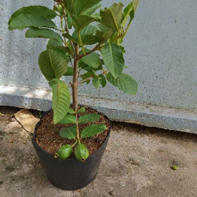 Ổi lê đang cho trái 100k /cây