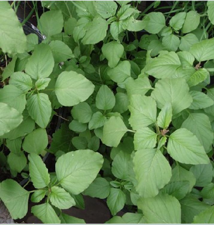 Hạt giống rau dền cơm - 1 gói 10gram