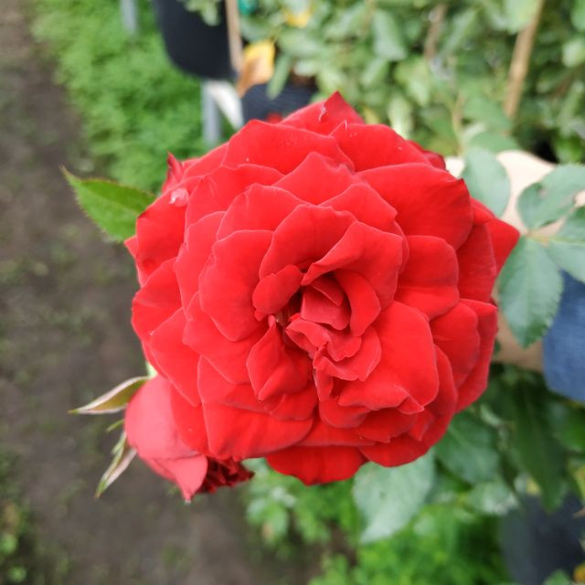 [Cây giống hoa] Hồng ngoại Tezza (siêu nụ) size trung