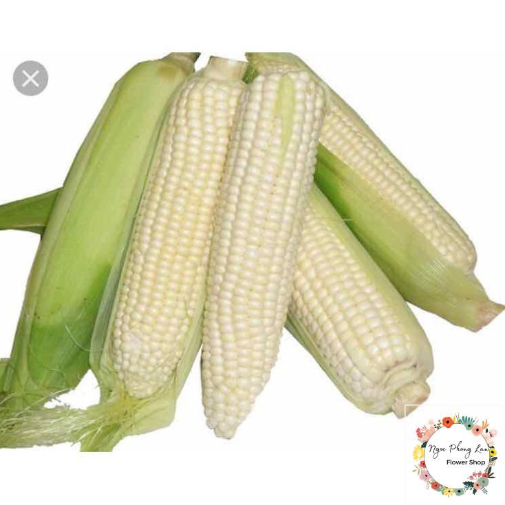 Giống Bắp Nếp Trắng Dẻo - Gói 100 Gram