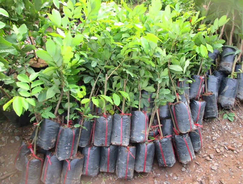 Chôm chôm JAVA (chôm chôm tróc) siêu ngon, cây giống nhập khẩu indo