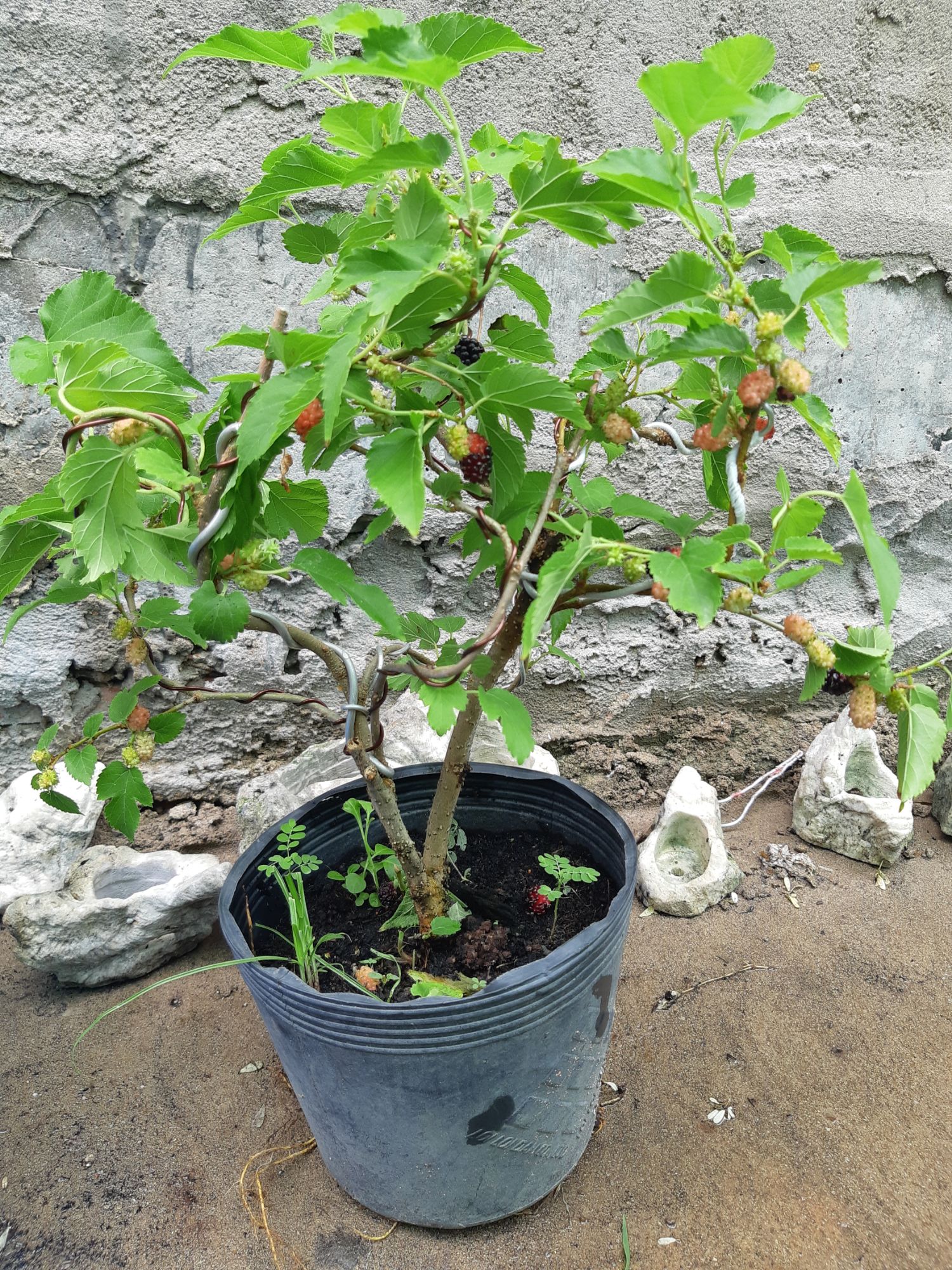 cây dâu tằm bonsai mini