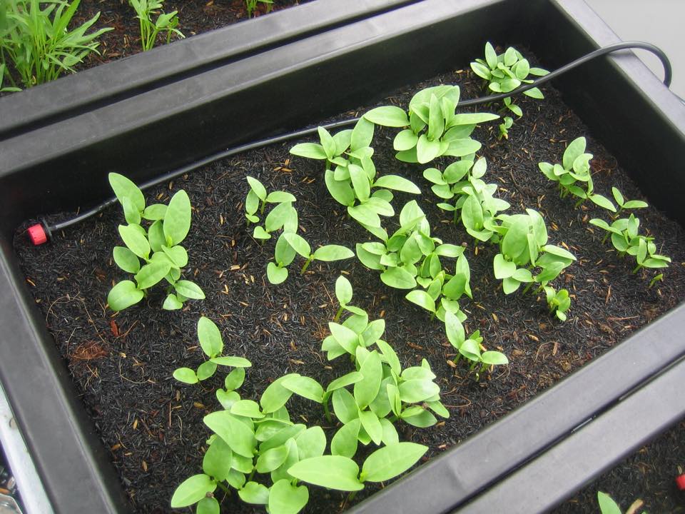 20 gram Hạt giống rau mồng tơi