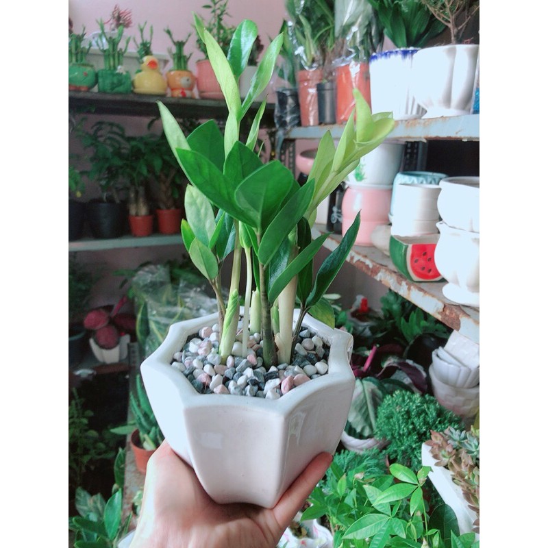 [HCM]Chậu Cây Kim Tiền Thái Mẫu Để Bàn