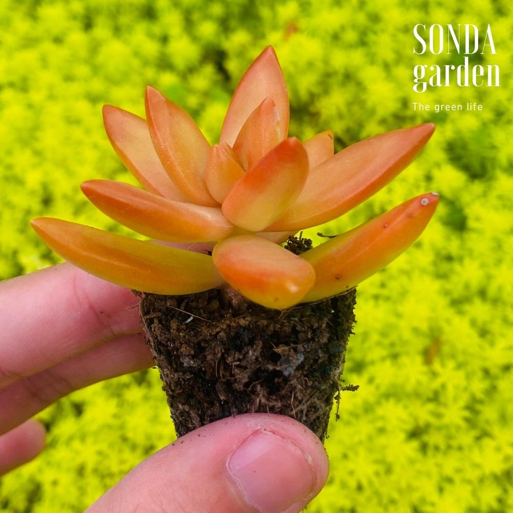 SEN ĐÁ ĐÁ CAM SIZE MINI SIÊU KHOẺ ĐẸP LỖI 1 ĐỔI 1