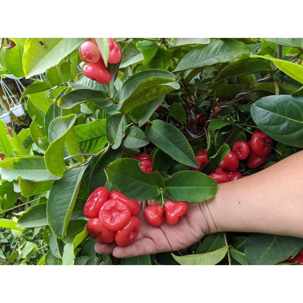 Giống Cây Mận Hoàng Yến (cây ghép - trồng chậu được)