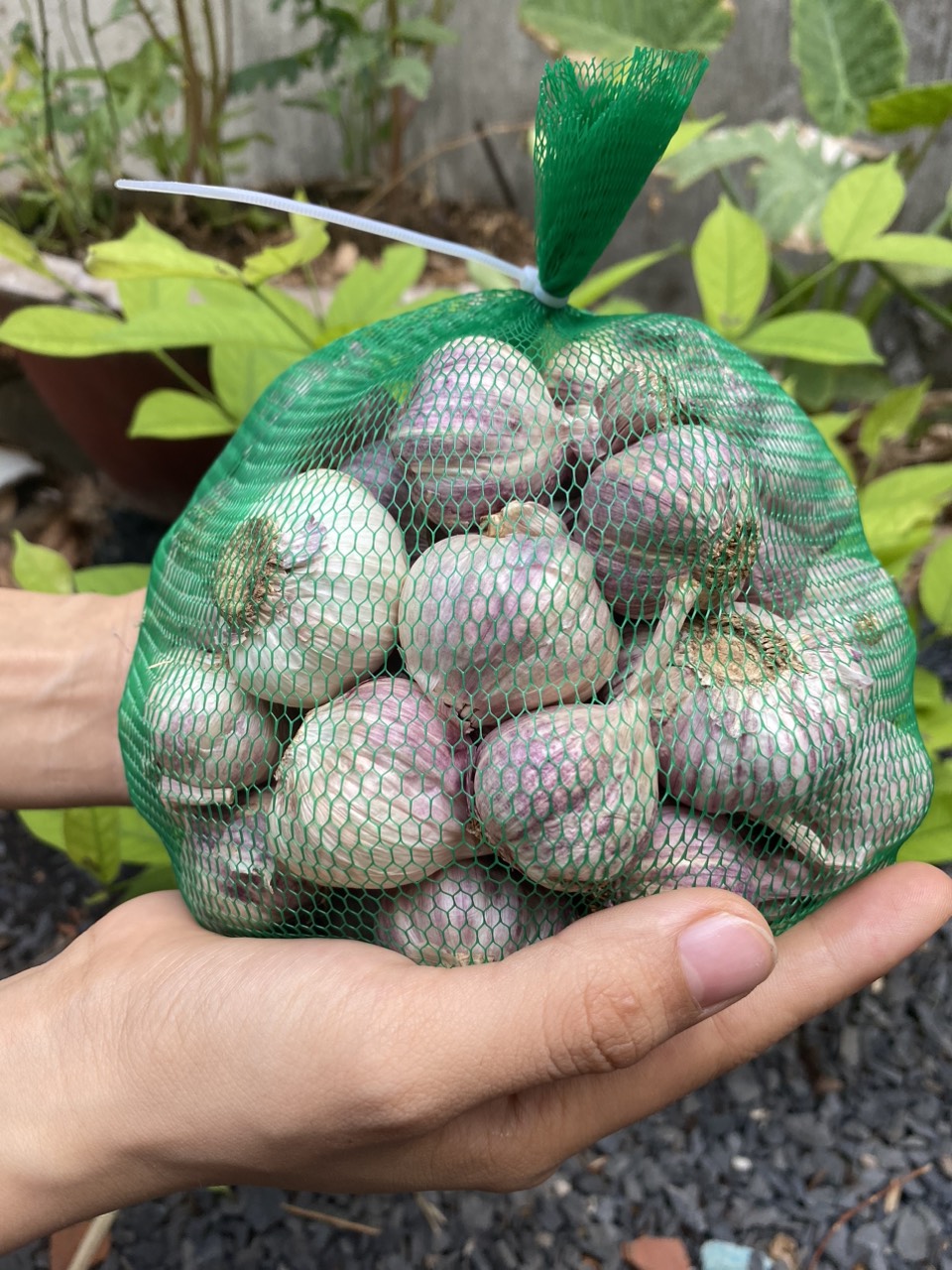 tỏi tím đà lạt củ to thơm ngon
