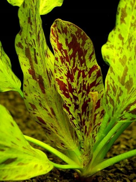 Cây Trầu chấm xanh - Hoàng Đản - Echinodorus Ozelot Green