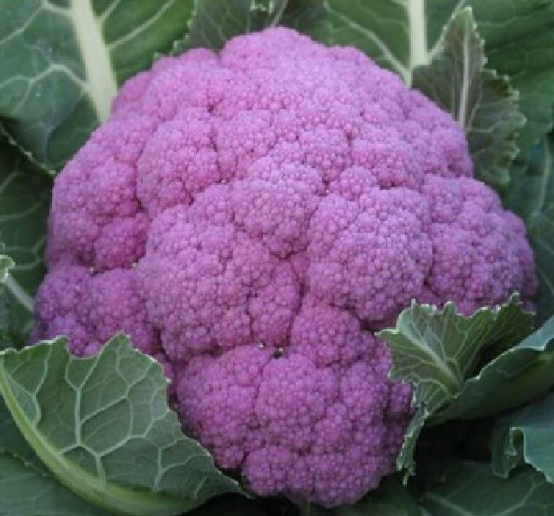 "Gói 20 "Hạt giống Súp lơ Tím [Seeds]