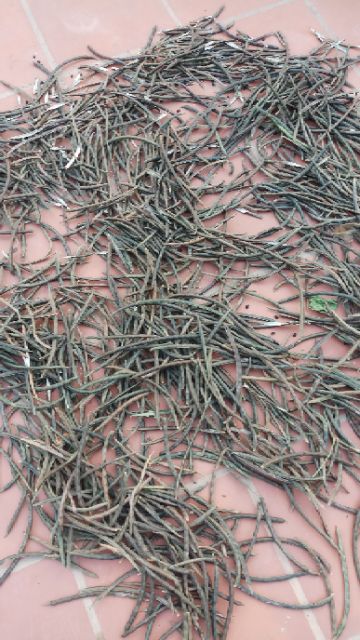 1kg đậu đen sống xanh lòng hạt nhỏ