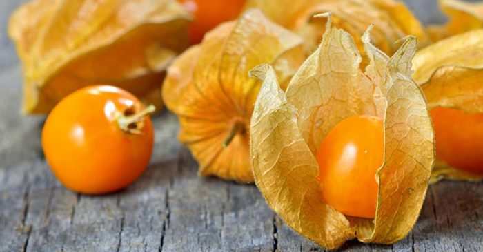 Cây Tầm Bóp khô 1KG GT093