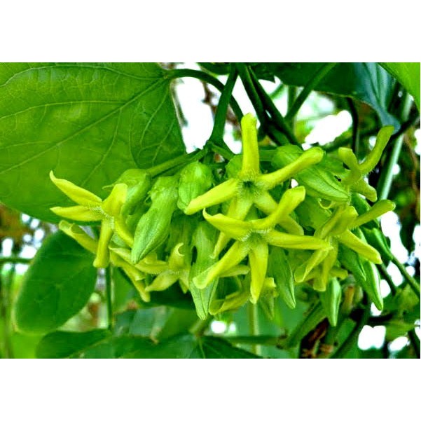 Cây Giống Hoa Thiên Lý Có Bầu Đất To