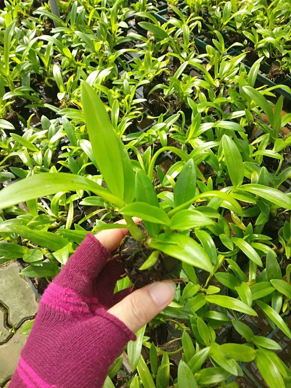 DENRO CÂY GIỐNG NHIỀU MÀU