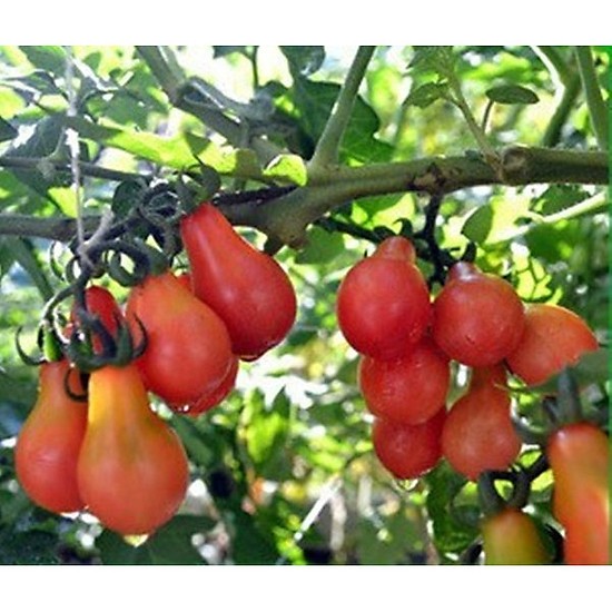 Hạt giống cà chua bi lê đỏ/ vàng 20 hạt